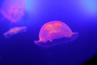  Meduse del mare freddo 